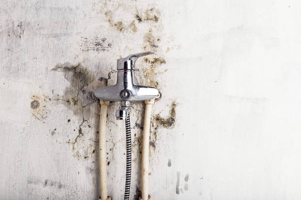 Best Emergency Mold Removal  in Rupert, WV