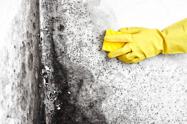 Best Mold Testing  in Rupert, WV