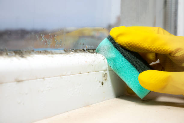 Mold Removal Process in Rupert, WV