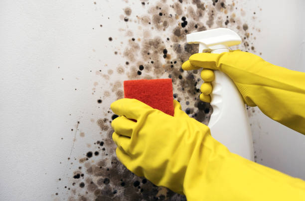 Best Mold Damage Repair  in Rupert, WV
