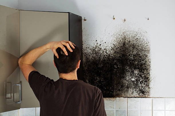Best Home Mold Removal  in Rupert, WV